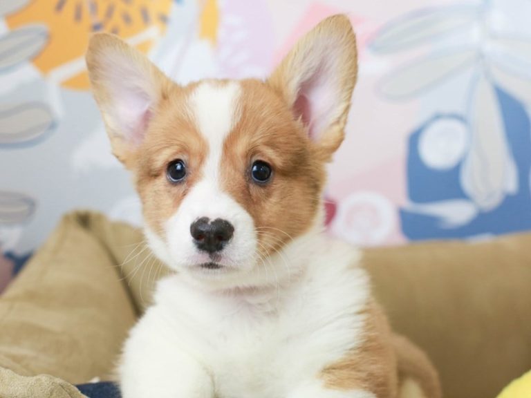 Pembroke Welsh Corgi