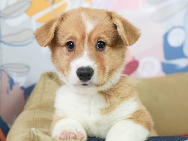 Pembroke Welsh Corgi