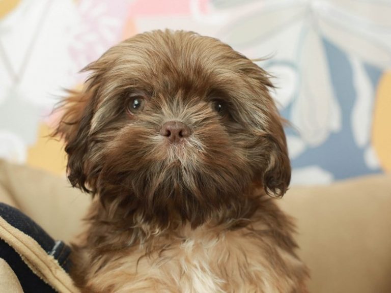 Shih Tzu