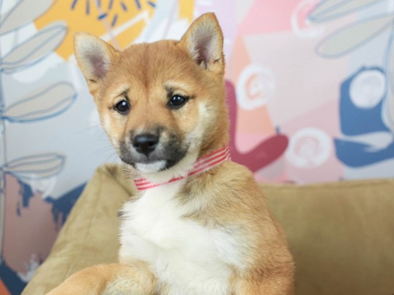 Shiba Inu