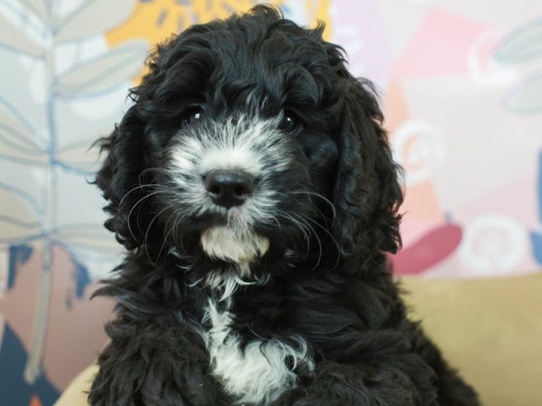 Mini Bernadoodle
