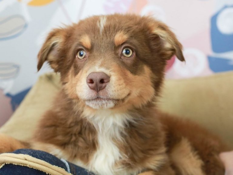 Australian Shepherd