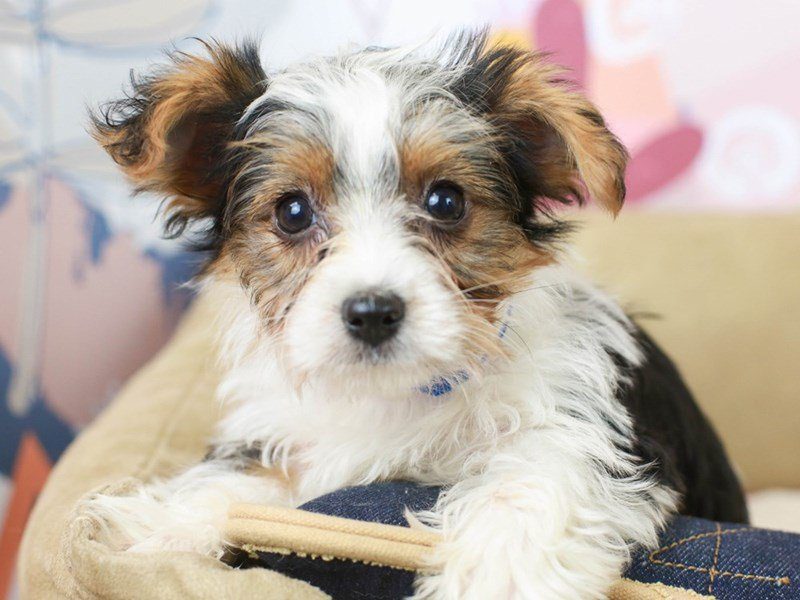 Biewer Terrier-Male--2676033-Animal Kingdom | Puppies N Love