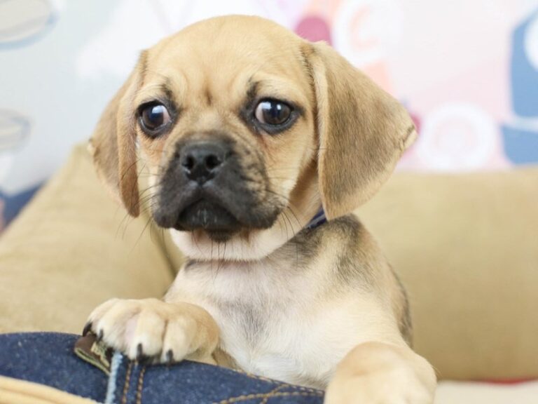 Puggle