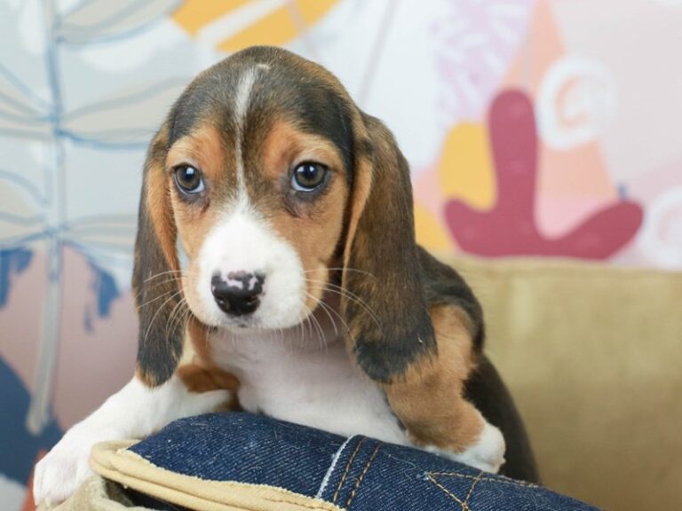 Beagle