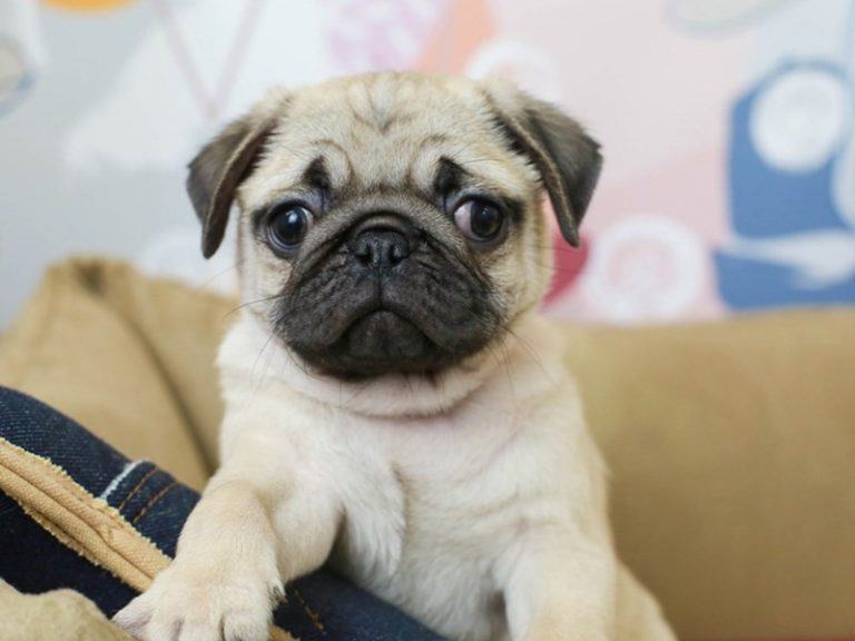 Pug