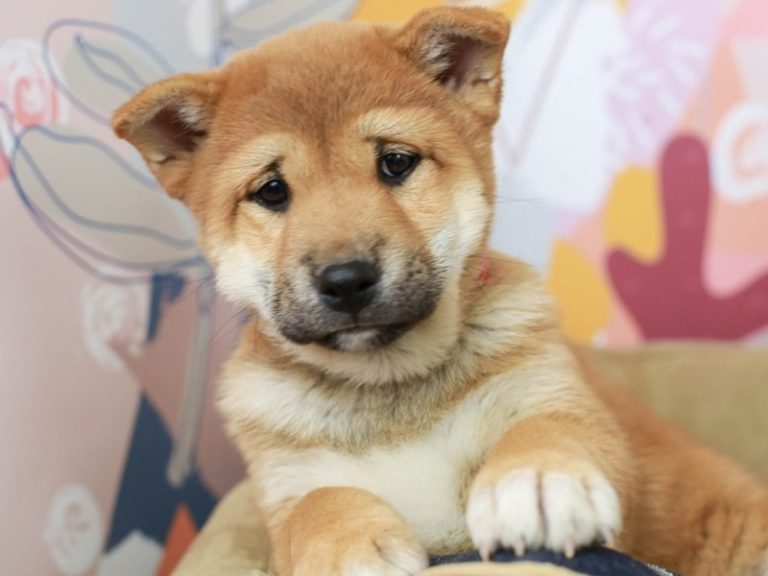 Shiba Inu