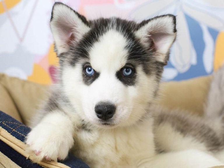 Siberian Husky