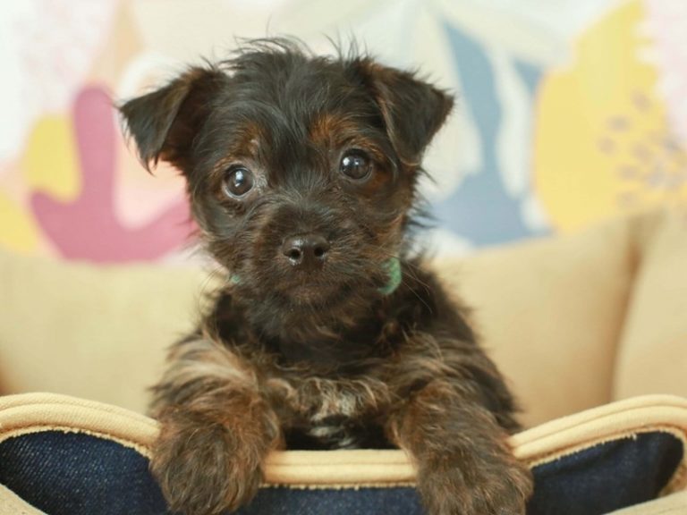Yorkie Poo