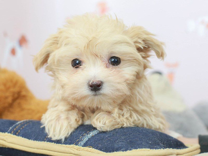 Malti Poo-Female--2682010-Animal Kingdom | Puppies N Love