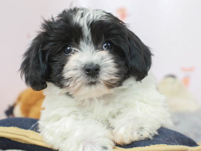 Havanese