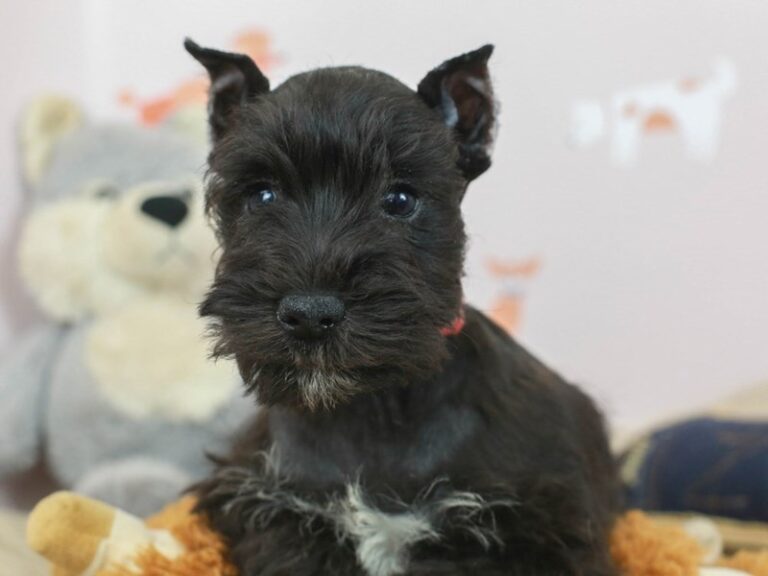 Miniature Schnauzer