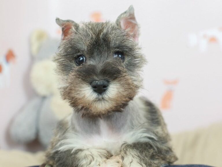 Miniature Schnauzer