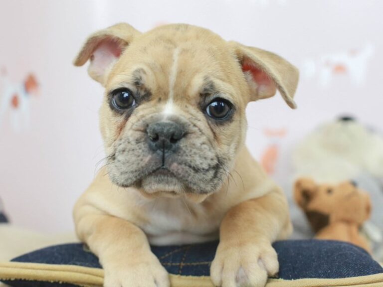 French Bulldog