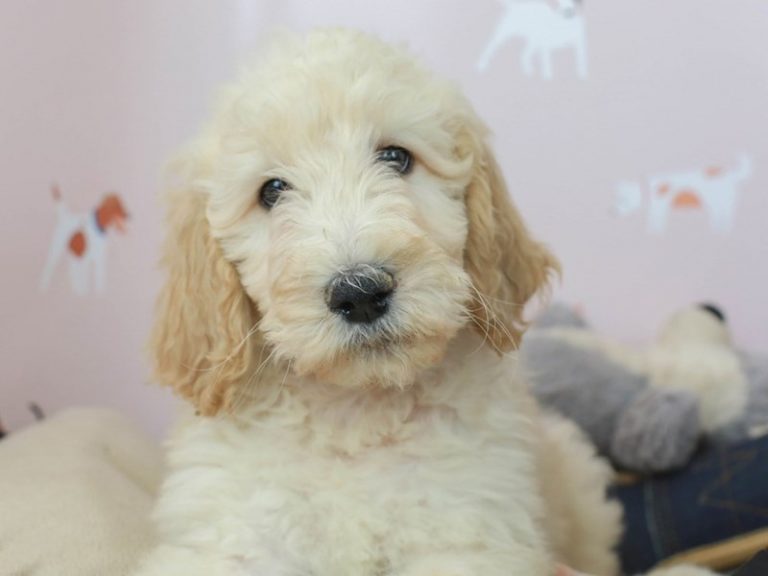 Golden Doodle