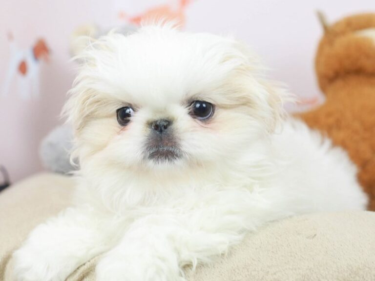 Pekingese