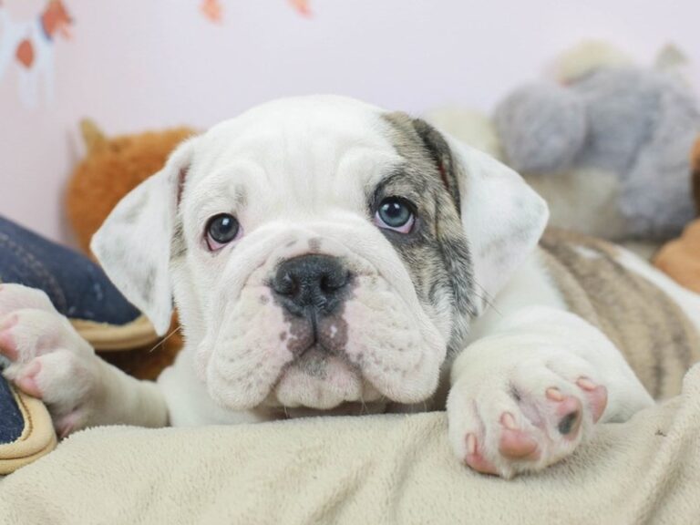 English Bulldog