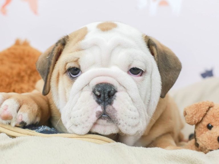 English Bulldog