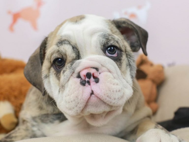 English Bulldog