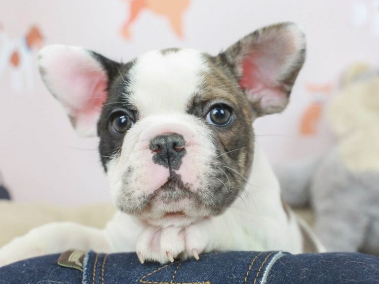 French Bulldog