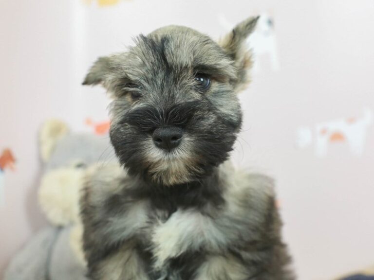 Miniature Schnauzer