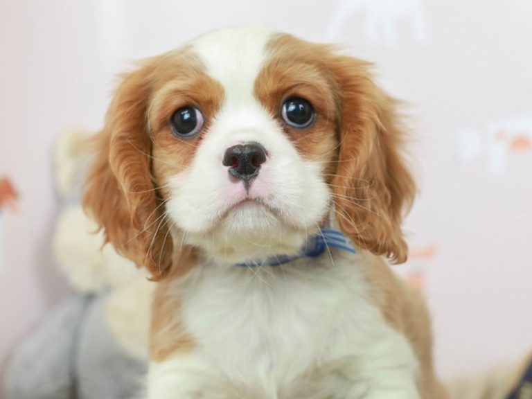 Cavalier King Charles Spaniel