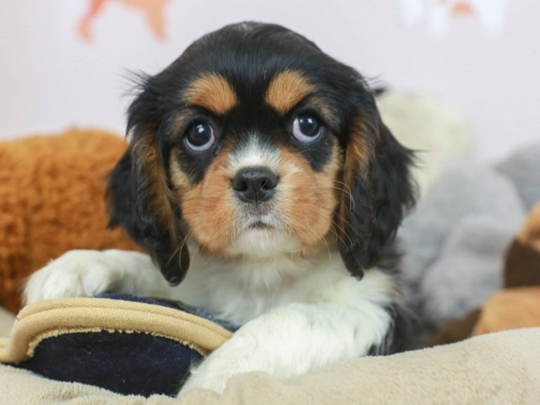 Cavalier King Charles