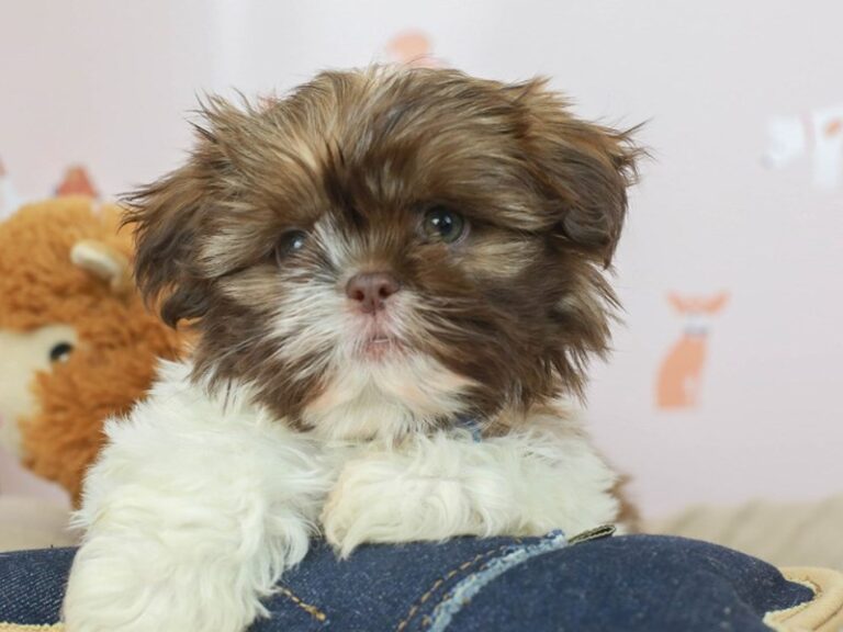 Shih Tzu