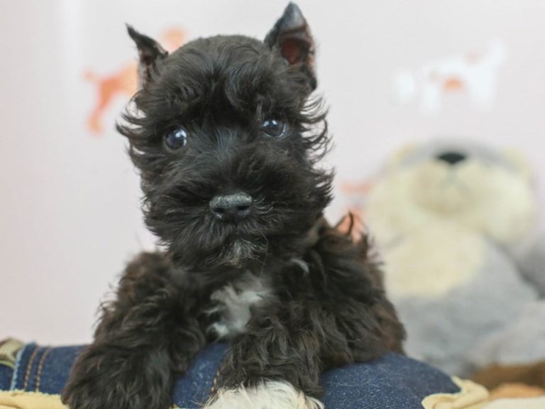 Miniature Schnauzer
