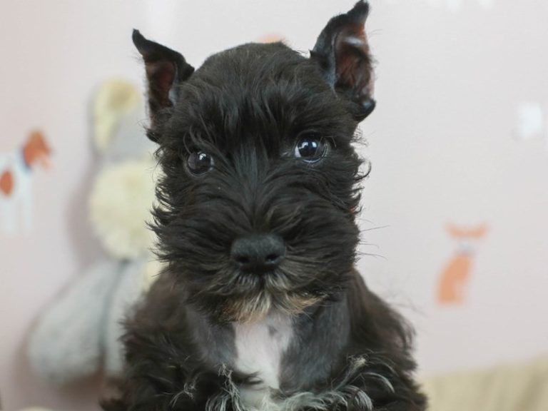 Miniature Schnauzer