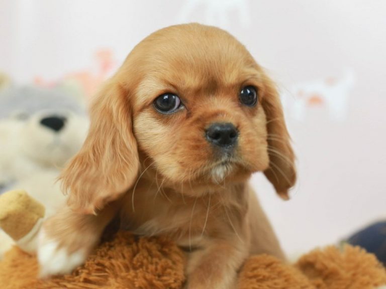 Cavalier King Charles Spaniel