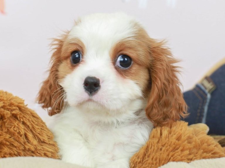 Cavalier King Charles Spaniel