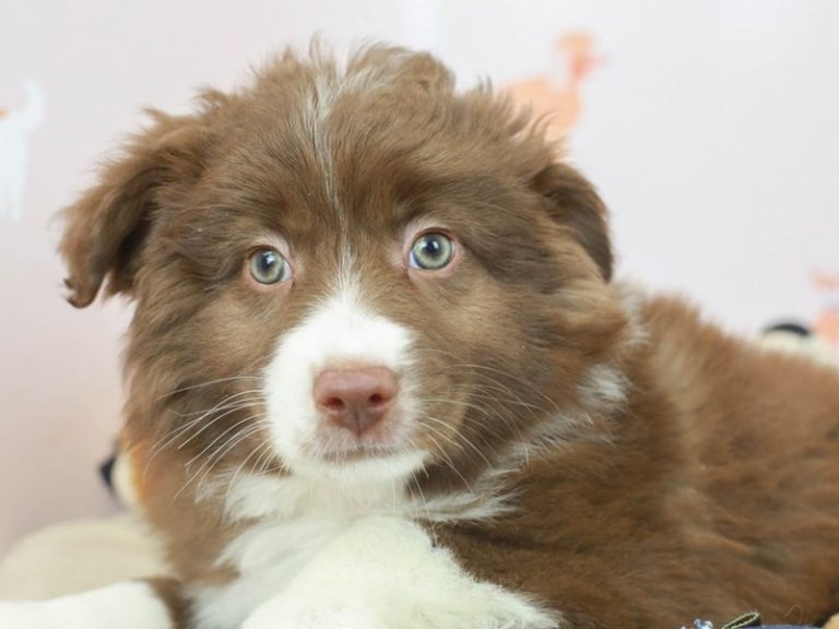 Mini Australian Shepherd
