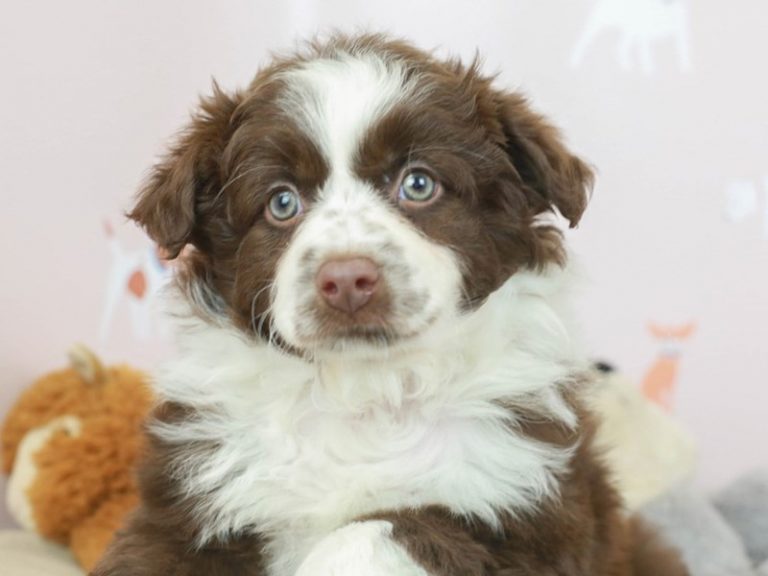 Mini Australian Shepherd