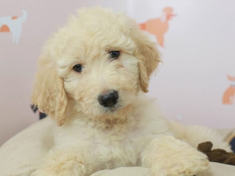 Goldendoodle