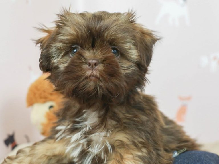 Shih Tzu