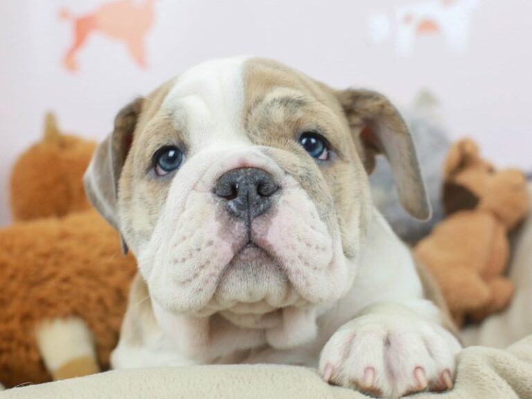 English Bulldog