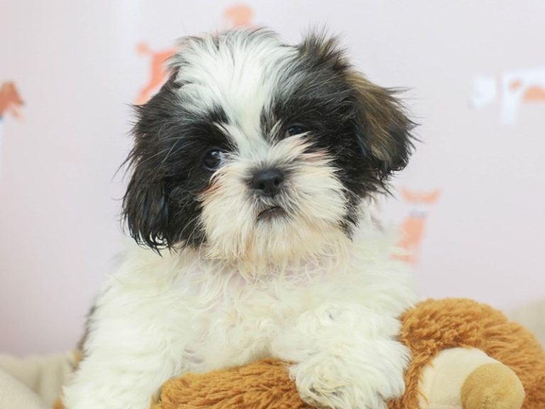 Shih Tzu