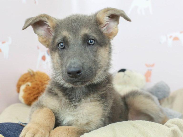 German Shepherd