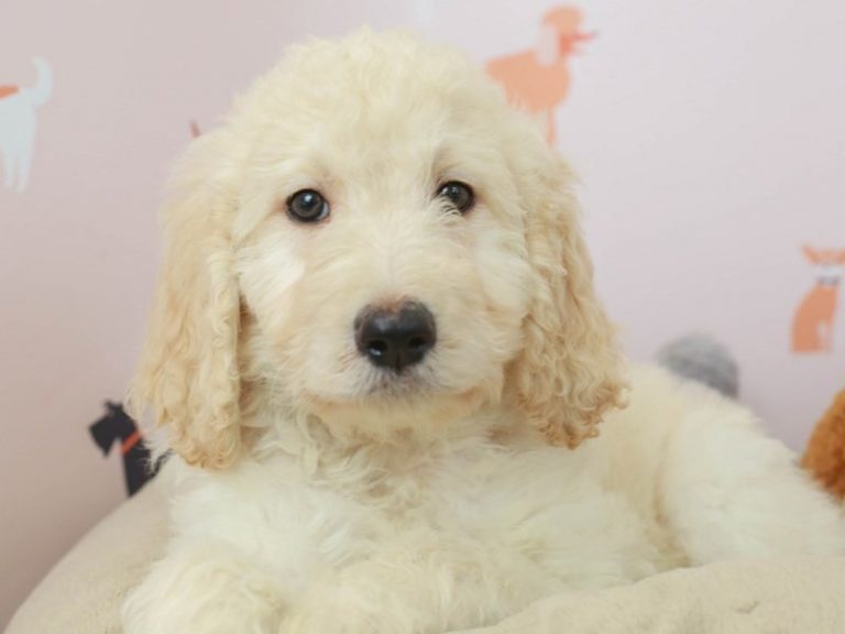 Goldendoodle