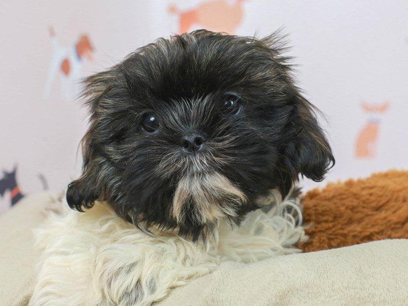 Peka Shih-Male--2682005-Animal Kingdom | Puppies N Love