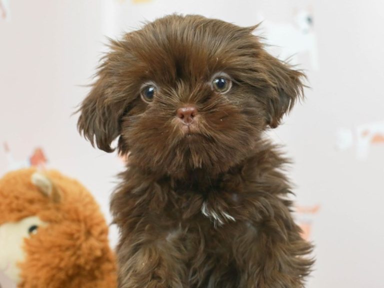 Shih Tzu