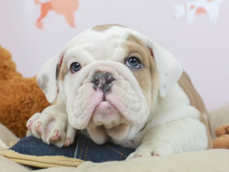 English Bulldog