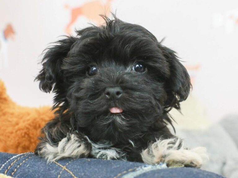 Havanese
