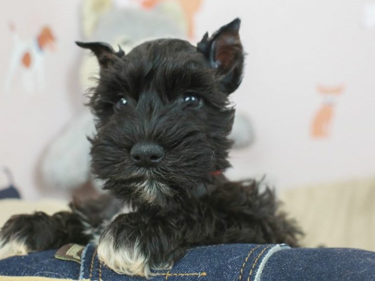 Miniature Schnauzer