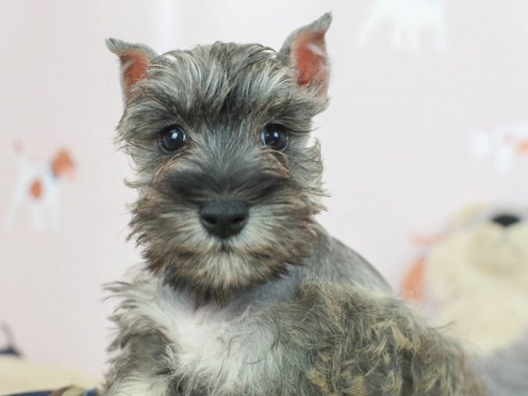 Miniature Schnauzer