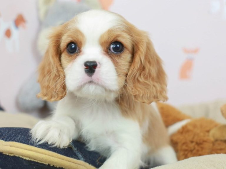 Cavalier King Charles Spaniel