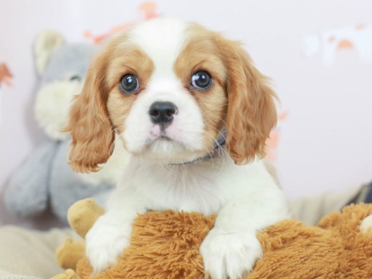 Cavalier King Charles Spaniel