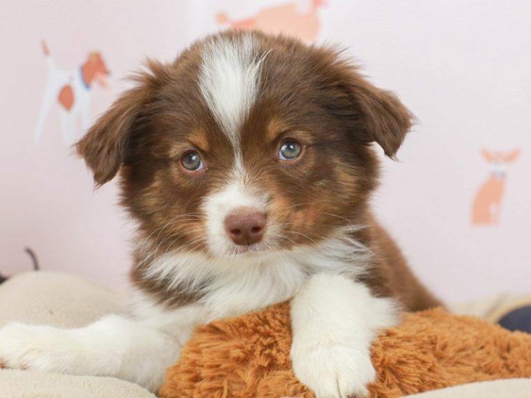 Mini Australian Shepherd