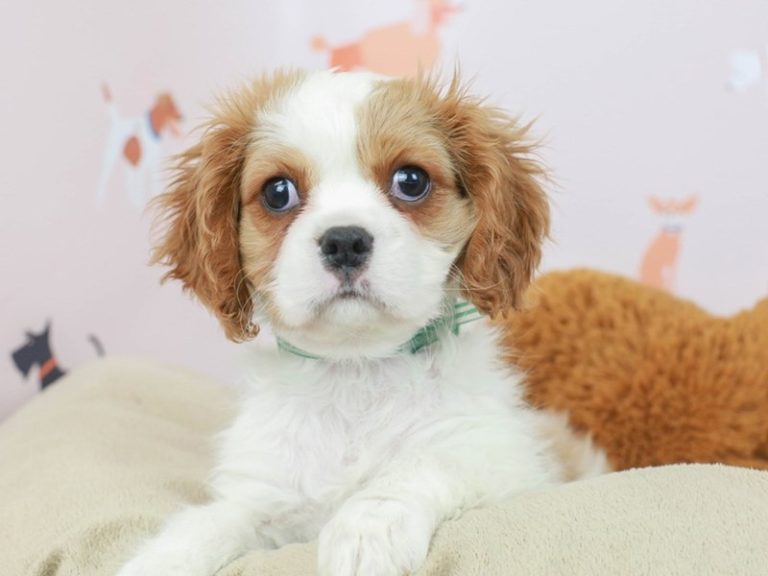 Cavalier King Charles Spaniel